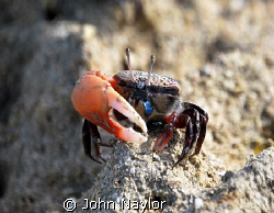 fiddler crab in mangrove swamp by John Naylor 